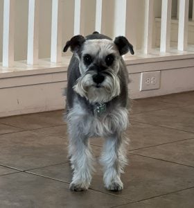 AO Scan for Pets