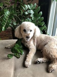 AO Scan for Pets