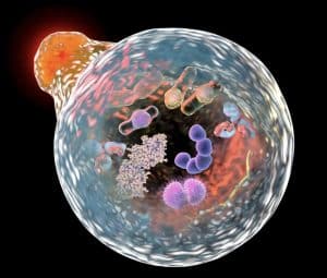 autophagy