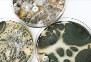 AO Scan & Mold