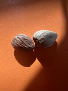Apricot Kernel