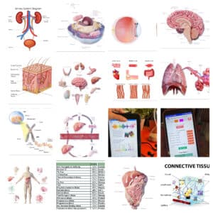 AO Scan Body Systems