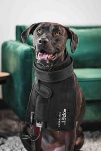 AO Light Pet Relief pad — red‑light therapy for pets with adjustable straps.