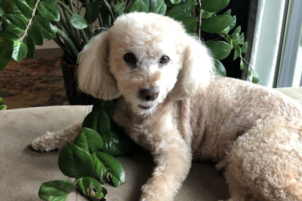 AO Scan for Pets
