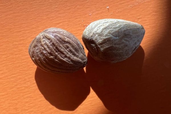 Apricot Kernel