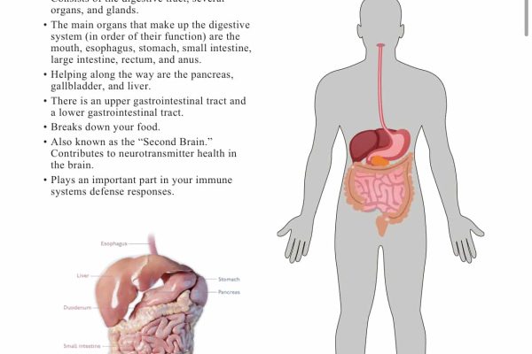 AO Body System Scan