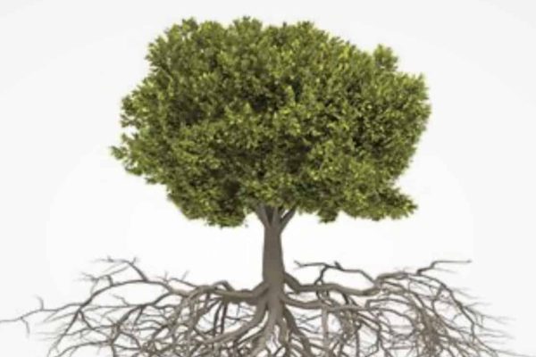 Root Cause