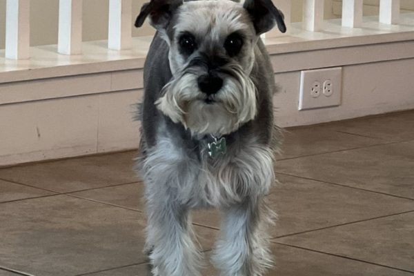AO Scan for Pets