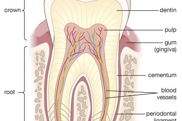 AO Dental Scan