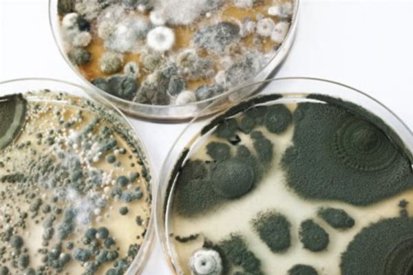 AO Scan & Mold