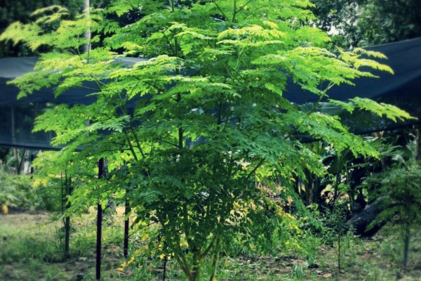 Good Vibe Moringa