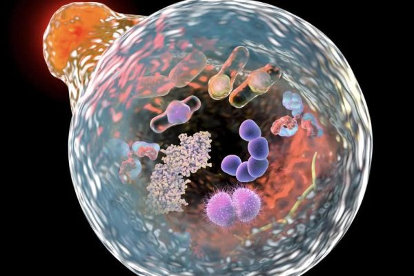 autophagy
